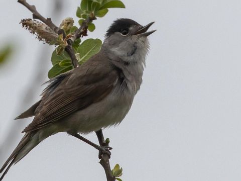 Die Mönchsgrasmücke - Singvogel mit einem dunklen punkigen Kopfschmuck