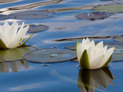 3 weißen Seerosen auf der blauen Wasseroberfläche