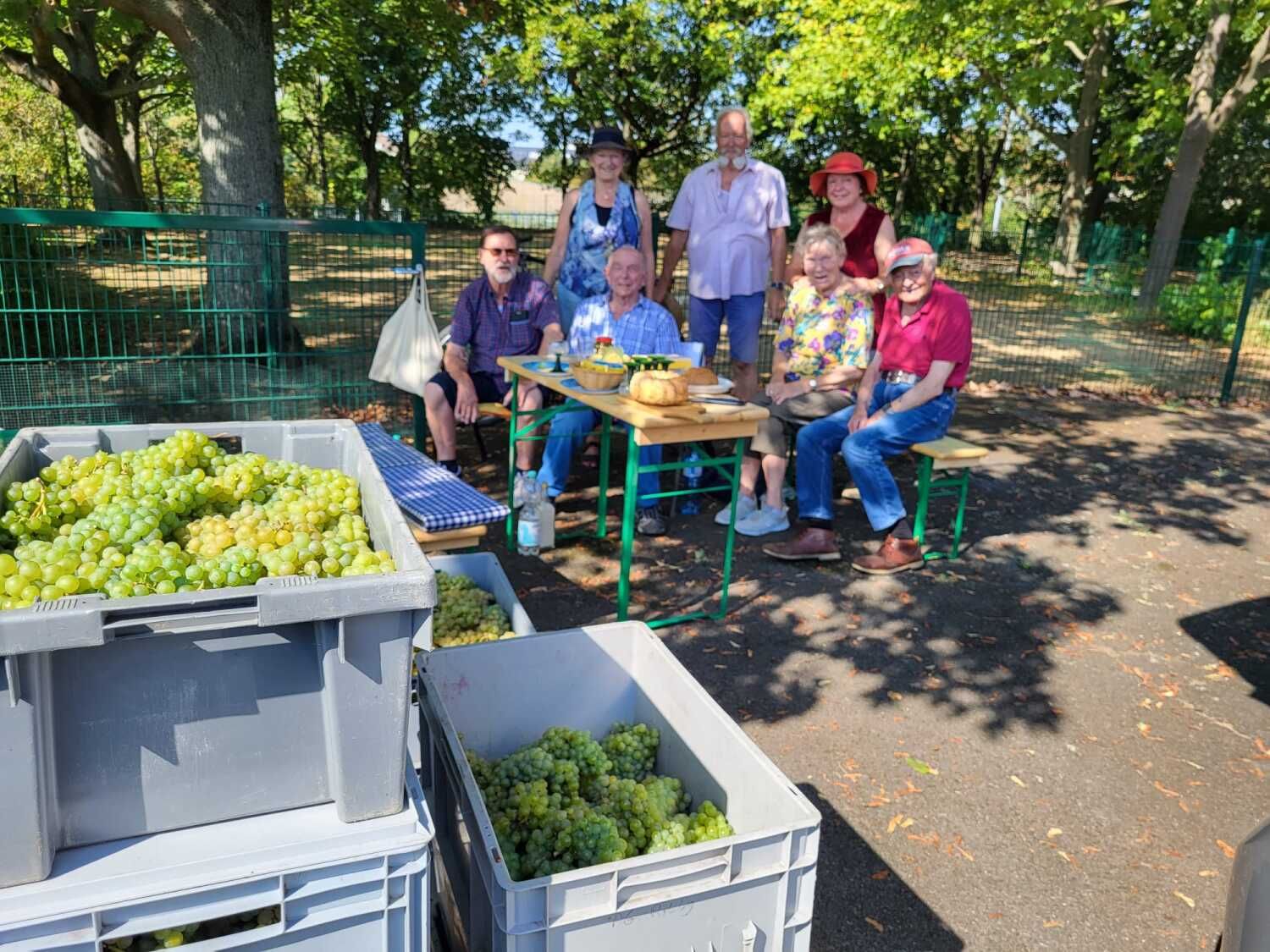 Weinlese im Wilmersdorfer Stadion