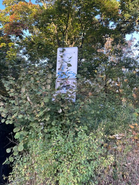 Strauchwerk vor dem Schnitt (Bild: BA Reinickendorf)