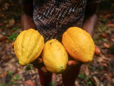Ghana Cocoa | Fairtrade