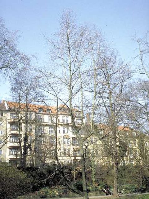 Tulpenbaum - Standort eines Tulpenbaums