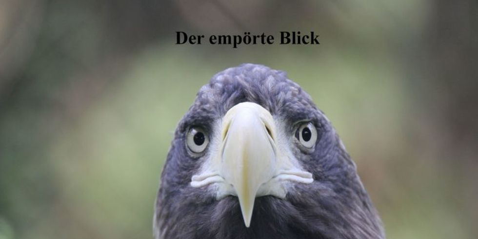 Der empörte Blick eines Geiers