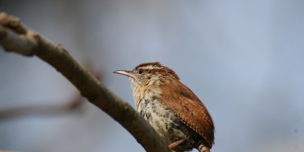 Vögel in Fassadenbewuchs - Zaunkönig (Troglodytes troglodytes)