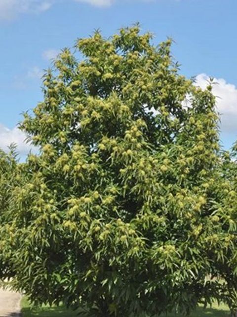 Eine großer Edel-Kastanienbaum mit vielen grünen Früchten