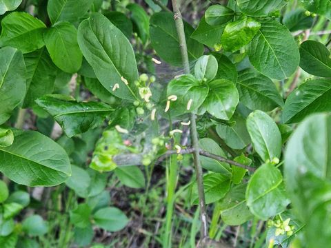 Junge Larven der Euonymus-Gespinstmotte (Bild: Pflanzenschutzamt Berlin)