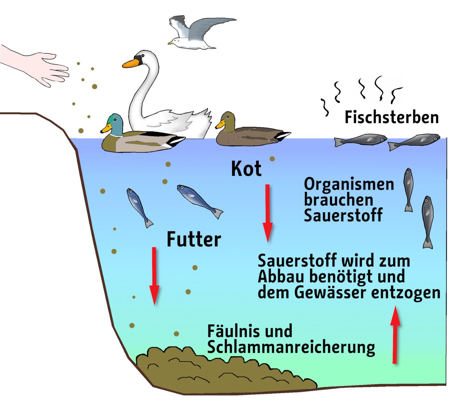 Auswirkungen der Fütterung auf ein Gewässer