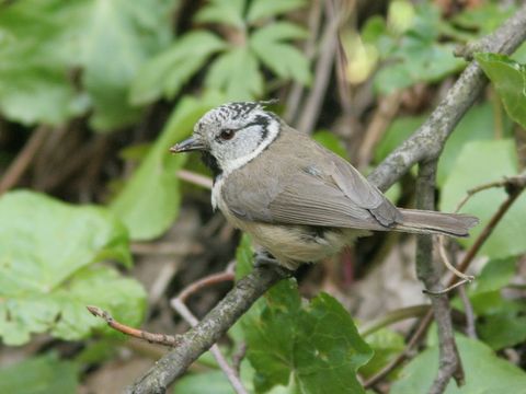 Vögel in Höhlen, Nischen und Kästen - Haubenmeise - Foto von Artur Mikołajewski
