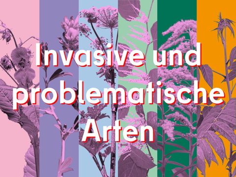Invasive und problematische Arten