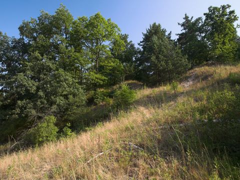 NSG Murellenschlucht und Schanzenwald: Südhang mit Sandtrockenrasen und Gebüschen