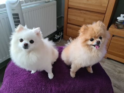 Hunde der getöteten Frau