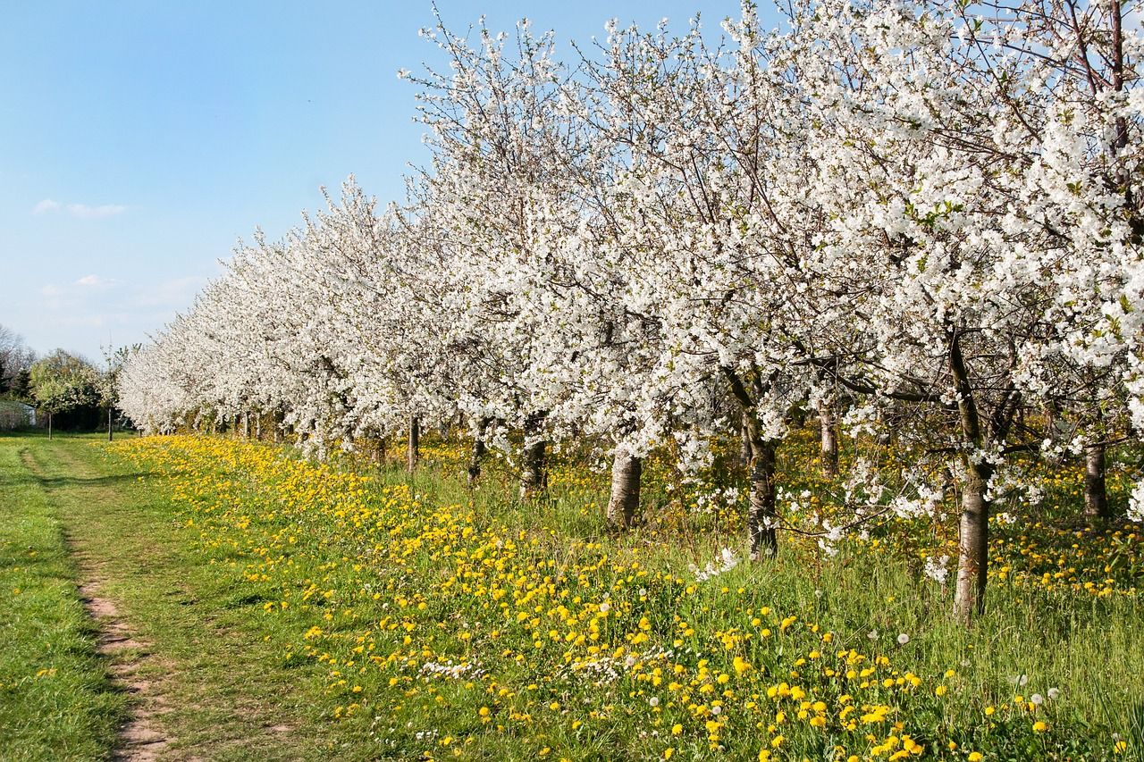 blühende Kirschbäume auf einer Wiese