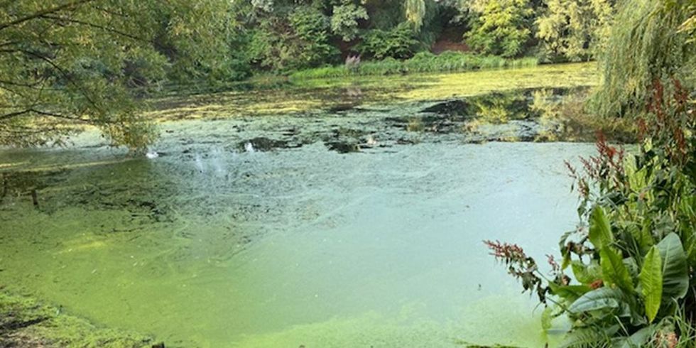 Zur Verbesserung der Wasserqualität: Der Fennsee wird entschlammt.
