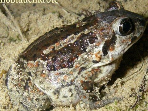 Foto von einer Knoblauchkröte