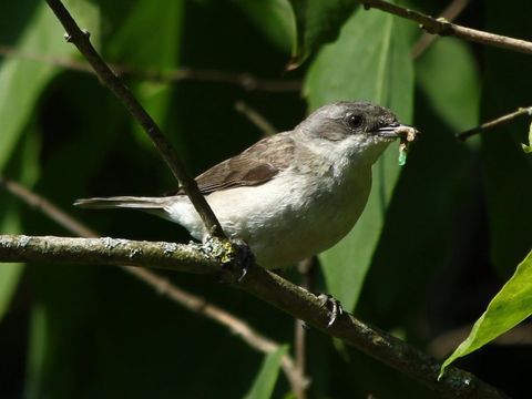 Freibrüter - Klappergrasmücke - Foto von Steevie