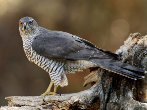 (Bild: 14921210 / Depositphotos.com )