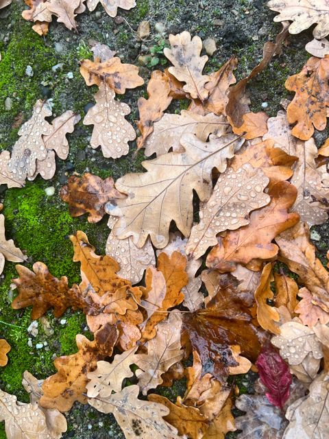 Blätter, laub, Herbst, Eiche
