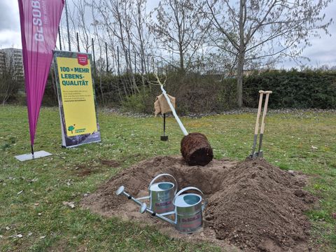 Eventpflanzung mit der GESOBAU 2026: Die Platane liegt bereit für die Pflanzung (Bild: SenMVKU)