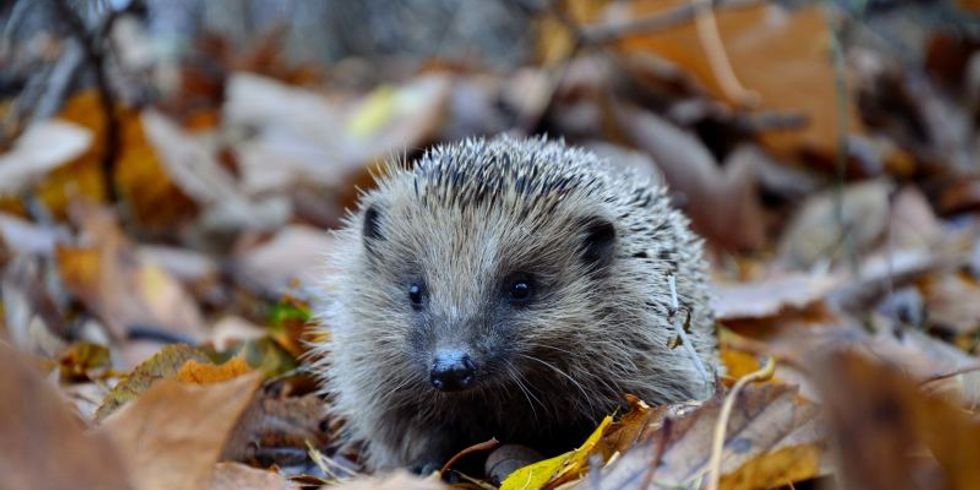 Ein Igel auf Laubboden
