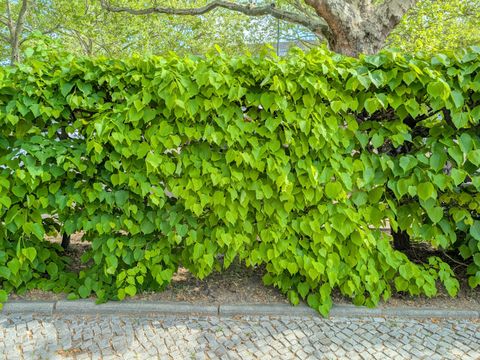 Brandenburgische Str - Lindenhecke Ansicht 02