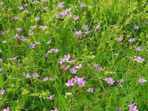Gärtnerinnen und Gärtner des Reinickendorfer Straßen- und Grünflächenamtes (SGA) hegen und pflegen Wildblumenwiesen und Wildstaudenflächen. (Bild: BA Reinickendorf)