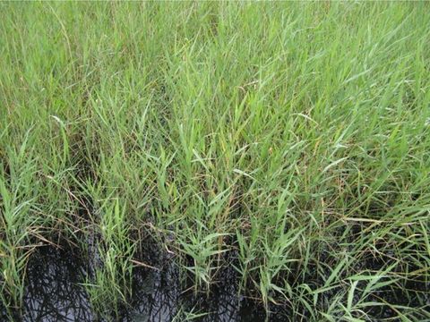 Bild 15 - Regenwasser auf der Filteroberfläche