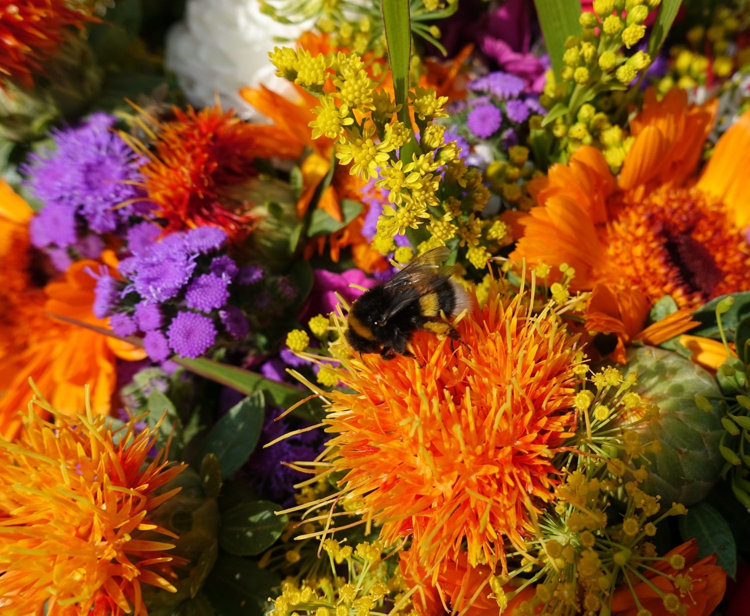 Sommerblumen mit Hummel