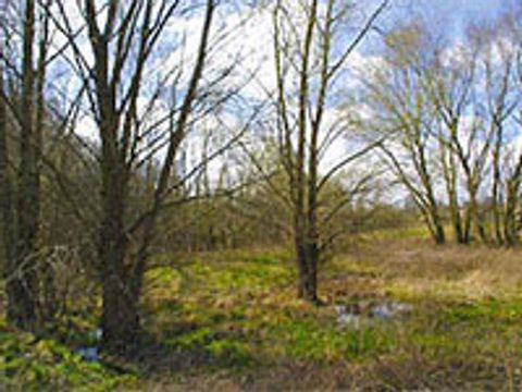 Kleingewässer in Barnim