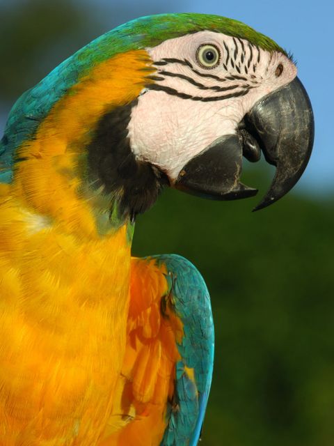 Gelbbrustara (Ara ararauna) (Bild: Zig Koch / WWF)