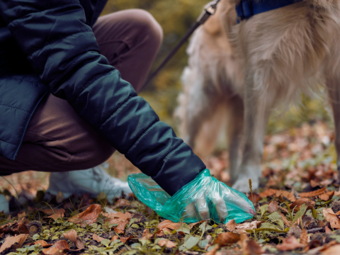 Hundekot wird im Laub aufgesammelt. Im Hintergrund in ein Hund zu sehen sowie eine Person, die das Geschäft entsorgt-