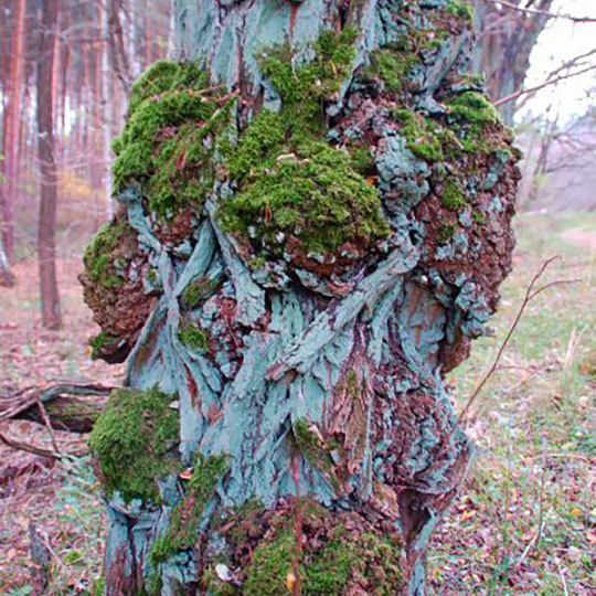Robinie mit Flechten- und Moosbewuchs