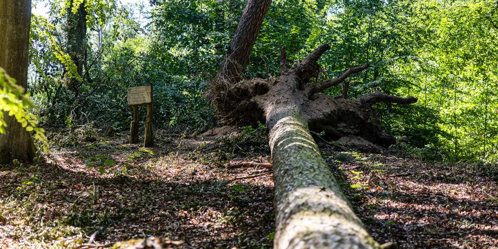 Die Burgsdorff-Lärche fiel dem Sturm zum Opfer