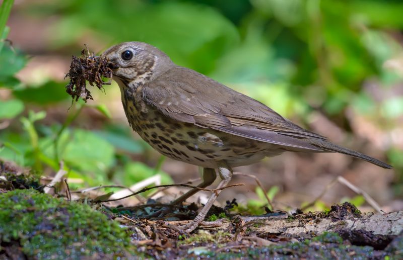 Singdrossel steht auf den Waldboden mit Nistmaterial im Schnabel