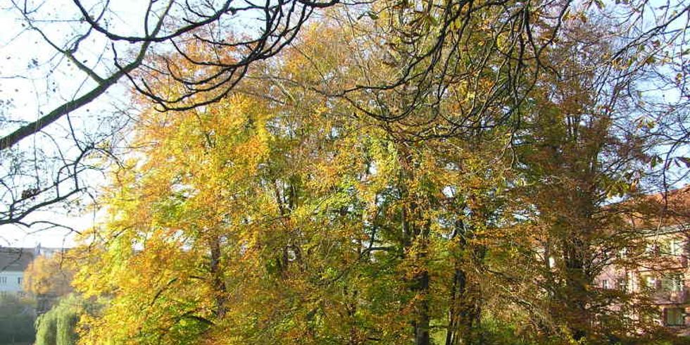 Baum