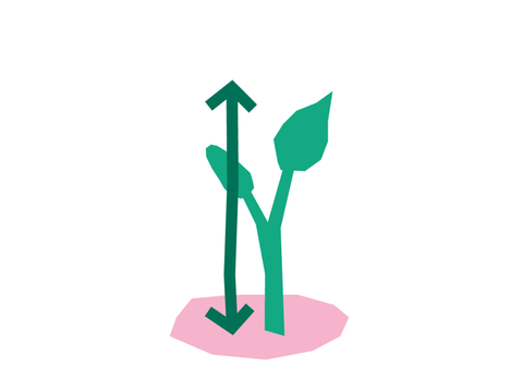Illustration einer Pflanze mit einem Pfeil, der die Höhe anzeigt