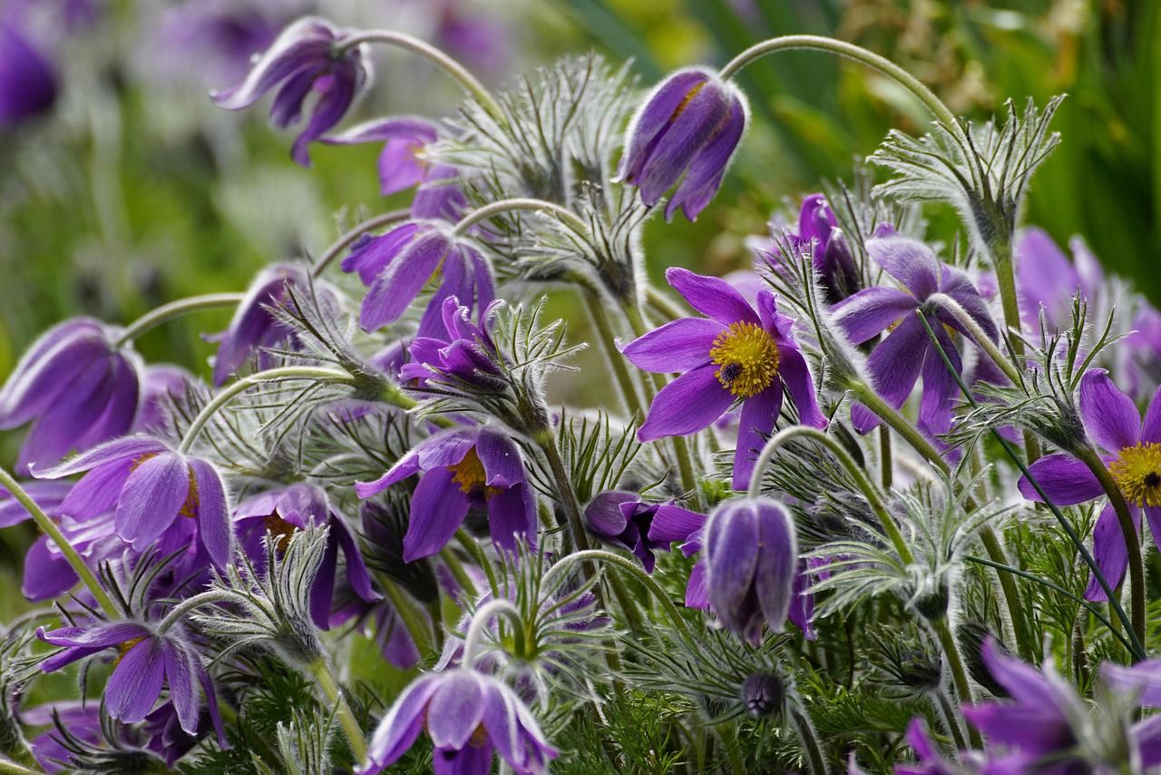 Lila Blüten gewöhnliche Kuhschelle