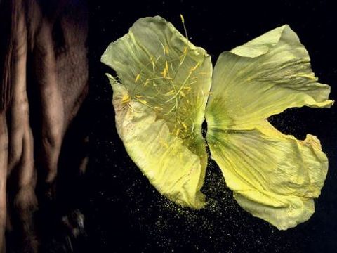 Fotografie einer Blüte