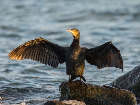 Kormoran steht auf einem Stein am Wasser