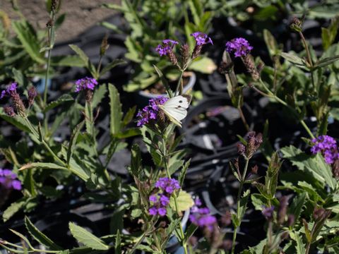 Wildstauden, Schmetterling, Argentinisches Eisenkraut