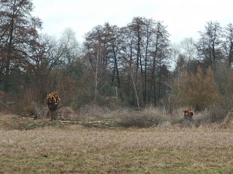Erpetal geschnittene Weiden