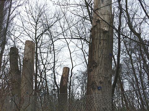 Rundgang zur Biodiversität im Fritz-Schloß-Park