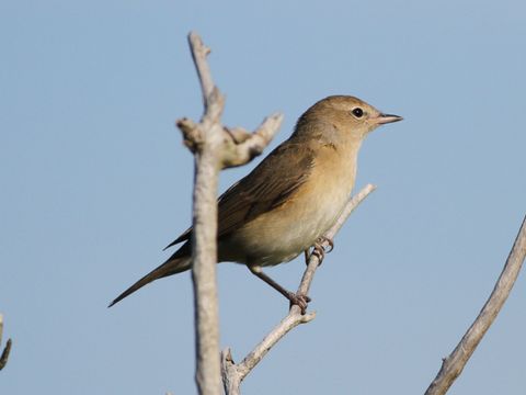 Freibrüter - Gartengrasmücke - Foto von Ron Knight