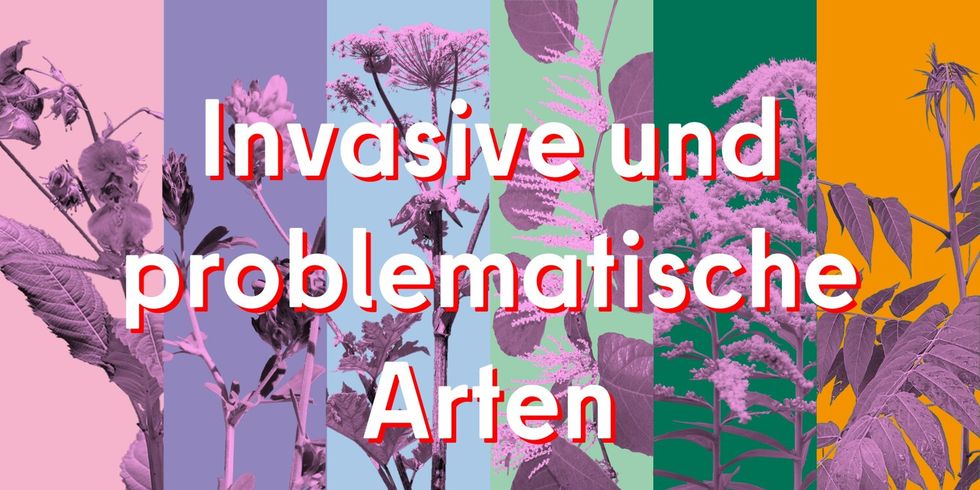 Invasive und problematische Arten