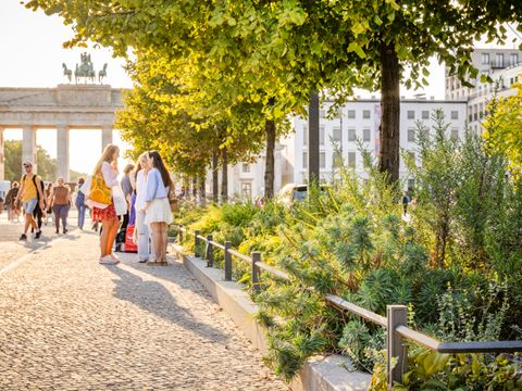 Staudenflächen Unter den Linden (September 2023)
