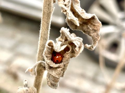 Ein Marienkäfer überwintert in einem verblühten Blumenstängel
