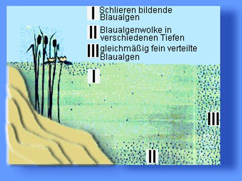 Algenposter
