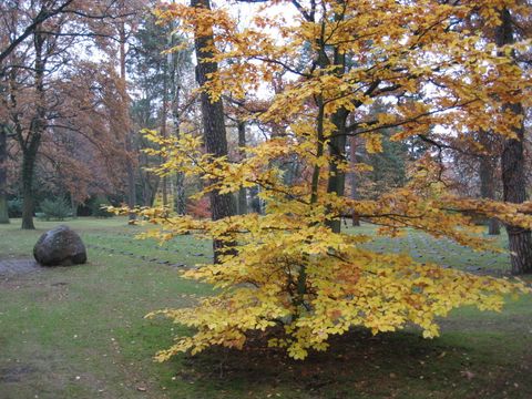 Ansicht von Kriegsgräbern aus dem 2. Weltkrieg, Friedhof in den Kisseln