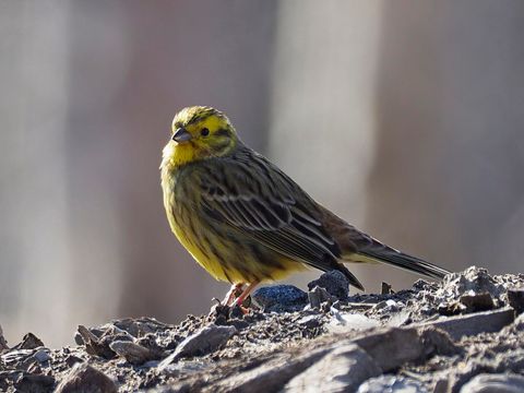 Die Goldammer auf steinigem Boden