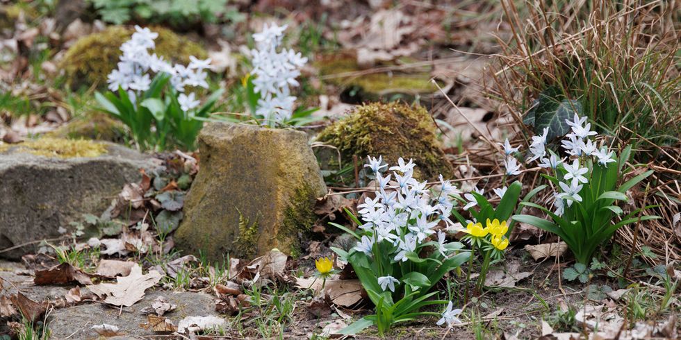 Frühling im Fritz-Schloß-Park