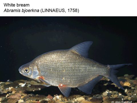 17 White bream - Abramis bjoerkna (Linnaeus, 1758) (Image: Jörg Freyhof)